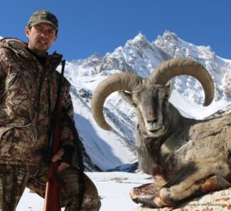 blue sheep 1 e1740769973961