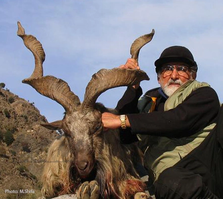 Kashmir Markhor at Citral G Gol